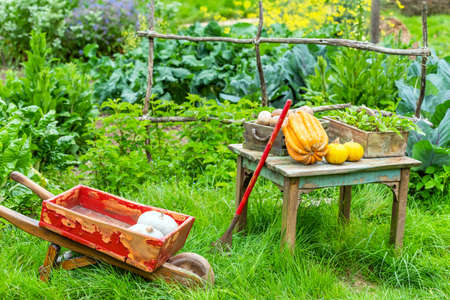 MATAMATA, NEW ZEALAND - OCTOBER 10, 2018: Cart and pumpkins in the yard, Hobbiton Movie Set. With selective focusのeditorial素材