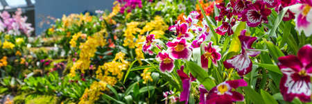 SINGAPORE - NOVEMBER 11, 2018: Colorful orchids in a botanical garden. With selective focusのeditorial素材