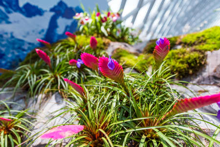 SINGAPORE - NOVEMBER 11, 2018: Exotic plants in a botanical garden. With selective focusのeditorial素材