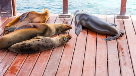 Sea lions rest on the pier, Galapagos Island, Isla Isabela. With selective focusの写真素材