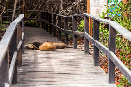 Sea lion sleeping, Galapagos Island, Isla Isabelaの写真素材
