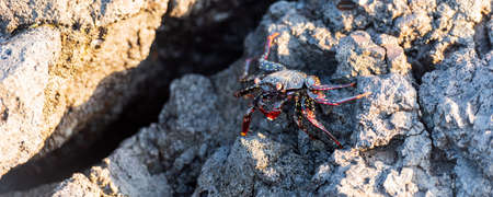 Reef crabs on the stones, Galapagos Island, Isla Isabela. With selective focus