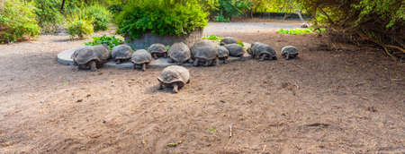 Turtles at the zoo, Galapagos Island, Isla Isabela.の写真素材