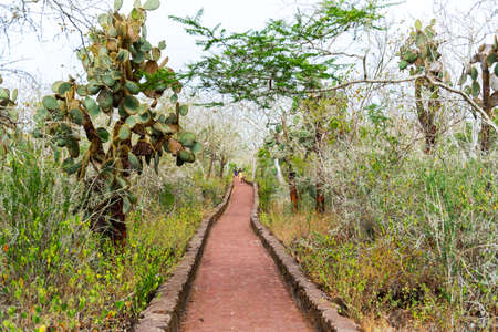 Giant cactus trees along the road, Santa Cruz Island-Port Ayora, Galapagos Islandの写真素材