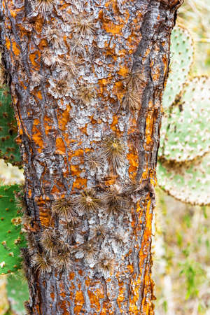 Cactus tree trunk texture, Santa Cruz Island-Port Ayora, Galapagos Island. With selective focus. Vertical               の写真素材