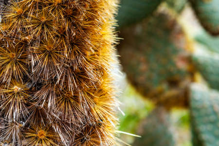 Cactus tree needles close-up, Santa Cruz Island-Port Ayora, Galapagos Island. With selective focusの写真素材