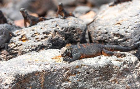 Marine iguanas on the stones, Galapagos Island, Santa Cruz Island- Port Ayora. With selective focusの写真素材
