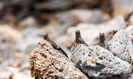 Marine iguanas on the stones, Galapagos Island, Santa Cruz Island- Port Ayora. With selective focusの写真素材
