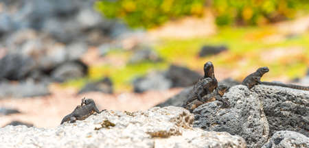 Marine iguanas on the stones, Galapagos Island, Santa Cruz Island- Port Ayora. With selective focusの写真素材