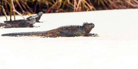 Marine iguanas on a sandy beach, Galapagos Island, Santa Cruz Island- Port Ayora. With selective focusの写真素材
