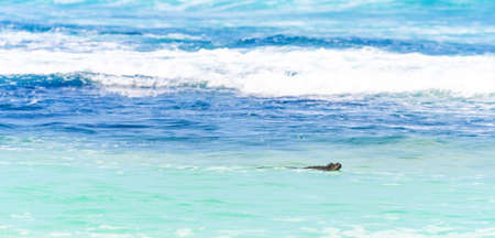 Marine iguana swims in the ocean, Galapagos Island, Santa Cruz Island- Port Ayora. With selective focusの写真素材