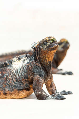 Marine iguanas on a sandy beach, Galapagos Island, Santa Cruz Island- Port Ayora. With selective focusの写真素材