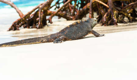 Marine iguana on a sandy beach, Galapagos Island, Santa Cruz Island- Port Ayora. With selective focusの写真素材