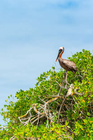 Pelican is sitting on a tree, Galapagos Island, Santa Cruz Island- Port Ayora. Verticalの写真素材