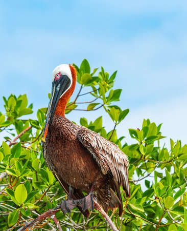 Pelican is sitting on a tree, Galapagos Island, Santa Cruz Island- Port Ayoraの写真素材