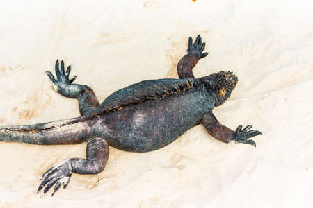 Marine iguana on a sandy beach, Galapagos Island, Santa Cruz Island- Port Ayora. Top viewの写真素材