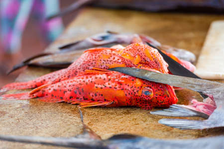 Fresh fish for sale at the Puerto Ayora Fish Market, Santa Cruz Island-Port Ayora, Galapagos Island. Close-up                    の写真素材
