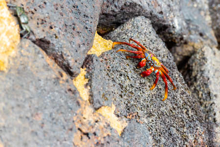 Red reef crab on the stones, Galapagos Island, Santa Cruz Island- Port Ayora. With selective focusの写真素材