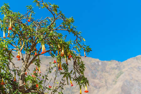 Brugmansia Datura blooms against a blue sky, Ollantaytambo, Peru. With selective focus                    の写真素材