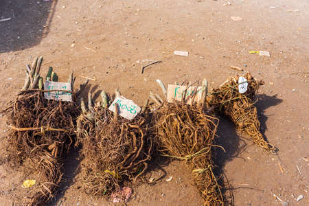 Roots at the vegetable market, Tanna Island, Vanuatu. Top view