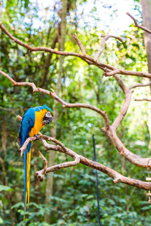 Blue yellow parrot-ara, Brazil Foz do Iguazu. With selective focus. Vertical.       