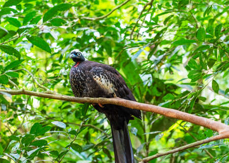 Cracidae-Curassow-guns-bird Hokko, Brazil Foz do Iguazu. With selective focusの写真素材