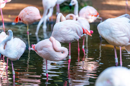 Group of pink flamingos, Brazil Foz do Iguazu. With selective focusの写真素材
