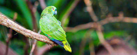 Green parrot sits on a branch, Brazil Foz do Iguazu. With selective focusの写真素材