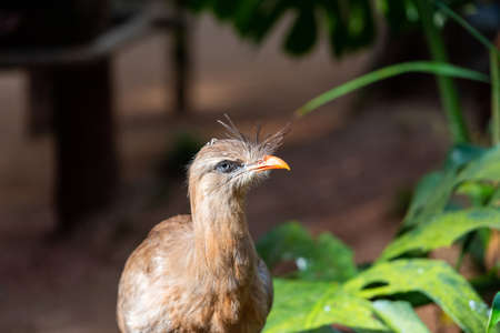 Red-legged seriema look at the camera, Brazil Foz do Iguazu. With selective focusの写真素材