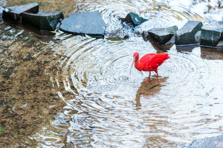 Red-legged seriema, Brazil Foz do Iguazu. With selective focusの写真素材