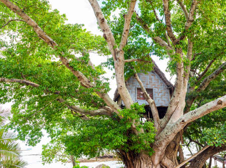 A house on a tree, Tanna Island, Vanuatuの写真素材