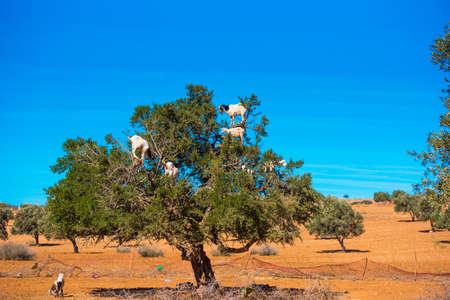 Goats climbed a tree and eat leaves, Essaouira, Souss-Massa-Draa region, Maroccoの写真素材