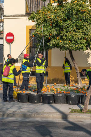 Cordoba, Spain - January 9, 2020: People pick the fruits of an orange from a tree. Verticalのeditorial素材