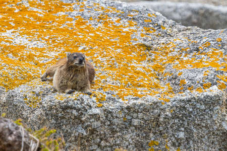 A close up image of a rock dassie taken on Boulder Beach near Cape Town, South Africa.の写真素材