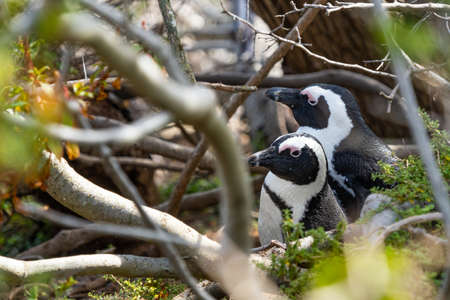 A couple of african penguin at boulders beach, Cape Town, South Africaの写真素材