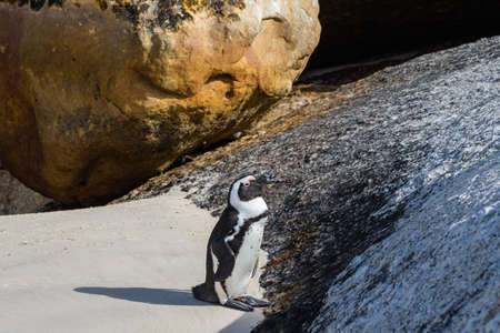 A single african penguin at boulders beach, South Africaの写真素材