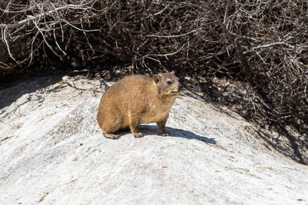 A close up image of a rock dassie taken on Boulder's Beach near Cape Town, South Africa.の写真素材
