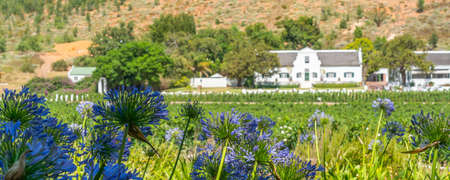 FRANSCHHOEK WESTERN CAPE SOUTH AFRICA - FEBRUARY, 02. 2020: - Rickety Bridge Winery, Franschhoek Valley panorama view over the vinyardのeditorial素材