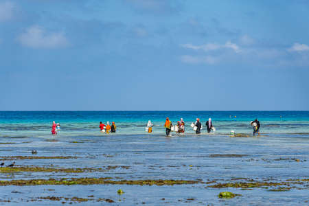 ZANZIBAR, TANZANIA - February 10, 2020: Women with colorful clothes fishing in shallow watter. They are hunting small fishes into the net. copy space for textのeditorial素材