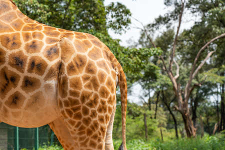 Part of a Giraffe at the Giraffe Centre Nairobi, Kenyaの写真素材