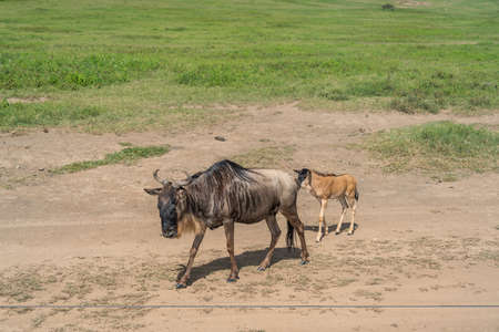 Wildebeests or Gnu with just born baby and Zebra in the Ngorongoro Conservation Centre, Crater, Tanzaniaの写真素材