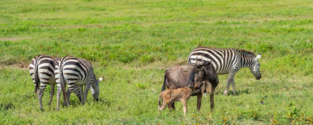 Wildebeests or Gnu with just born baby and Zebra in the Ngorongoro Conservation Centre, Crater, Tanzaniaの写真素材