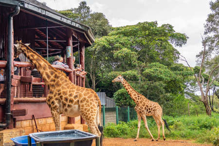 Giraffe Centre Nairobi, Kenya. February 25, 2020: People looking and feed the Giraffes at the Giraffe Park, People looking from the look out to the Giraffesのeditorial素材