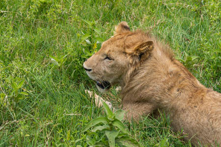 Female Lion lies on green Grass at the Ngorongoro Conservation Area, selected Focus, Top viewの写真素材
