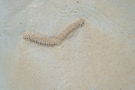 Looking down at Baby Jellyfish on the white Sand Beach in Zanzibar, Tanzania