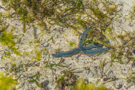 Colorful African Blue Sea Star at low Tide on wet sand, Zanzibar Island, Tanzaniaの写真素材