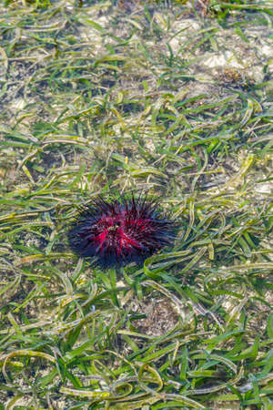 Beautiful Red Sea Urchin  common Names of these Urchins include Radial Urchins and Fire Urchins at...