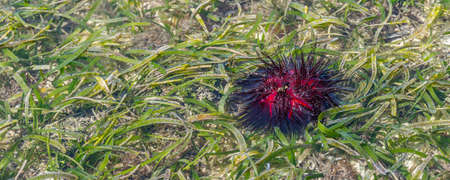 Beautiful Red Sea Urchin  common Names of these Urchins include Radial Urchins and Fire Urchins at...