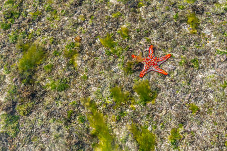 Colorful African Red-Knobbed Sea Star at low Tide on wet Sand, Zanzibar island, Tanzaniaの写真素材