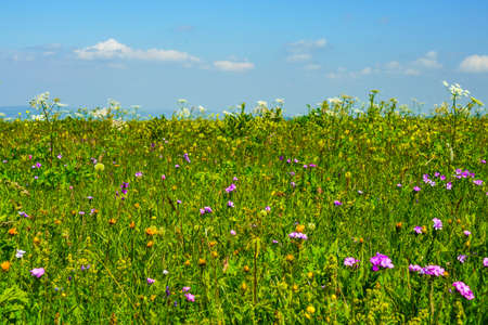 Beautiful Meadow flowering Mountain Summer Landscape at Elbrus Green Slopes of the Northern Elbrus...